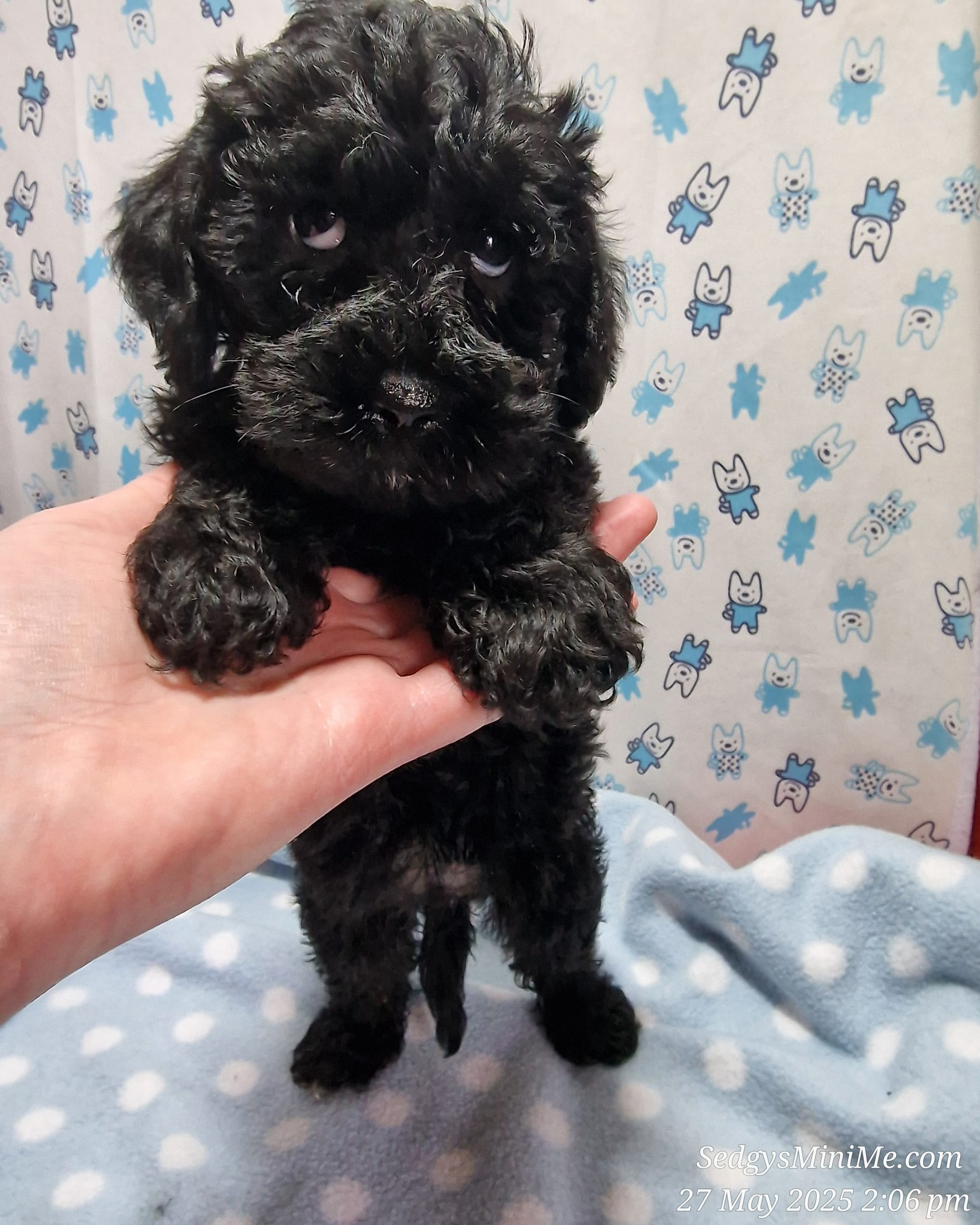 Black Female Toy Schnoodle