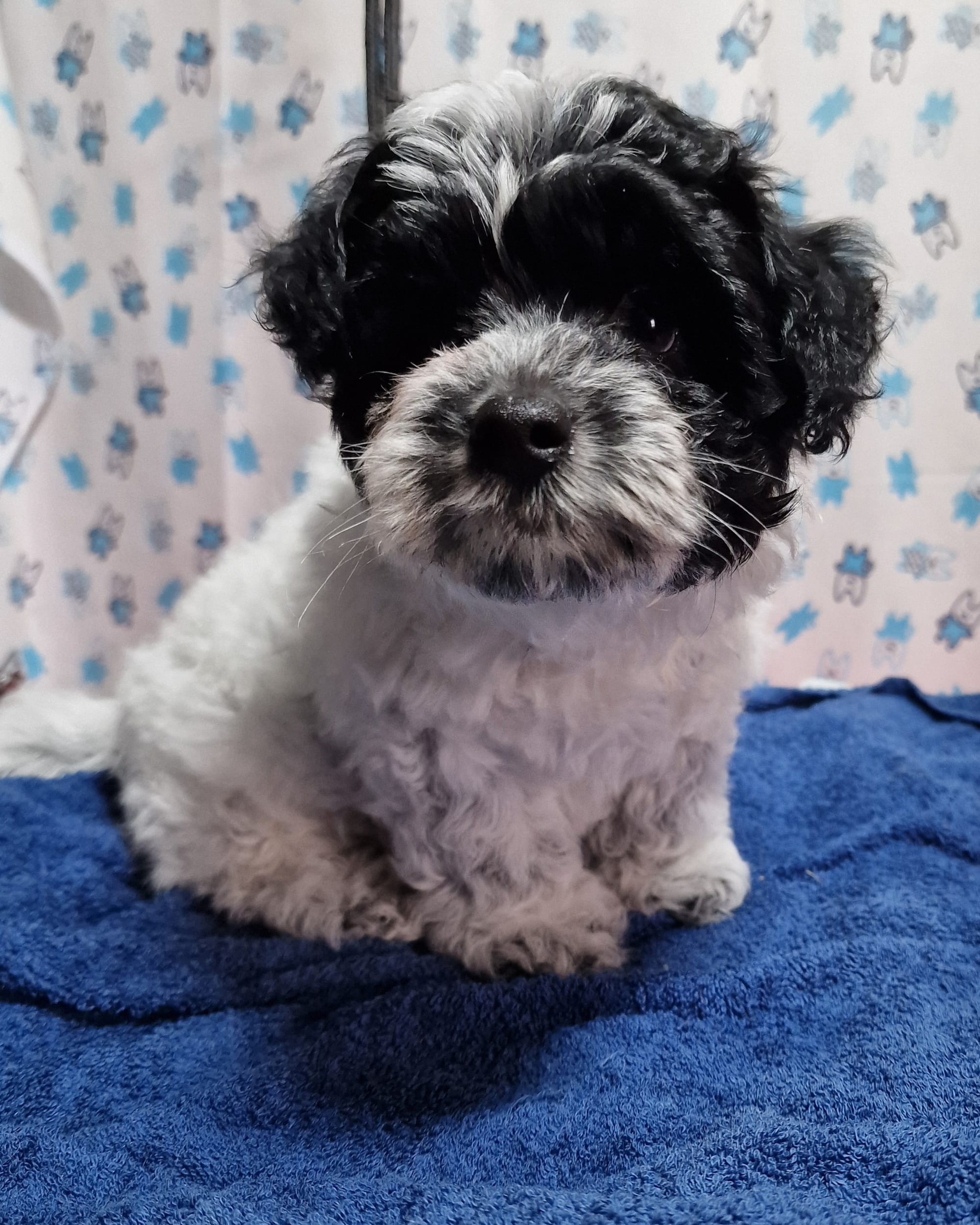 SedgysMiniMe BieChiPoo ; Demetrius