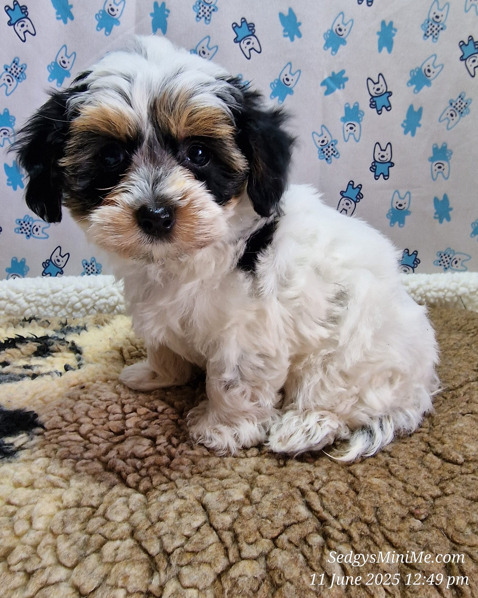 SedgysMiniMe Dione : BieChiPoo : Toy Poodle x BieChi "Biewer Terrier x Chihuahua"