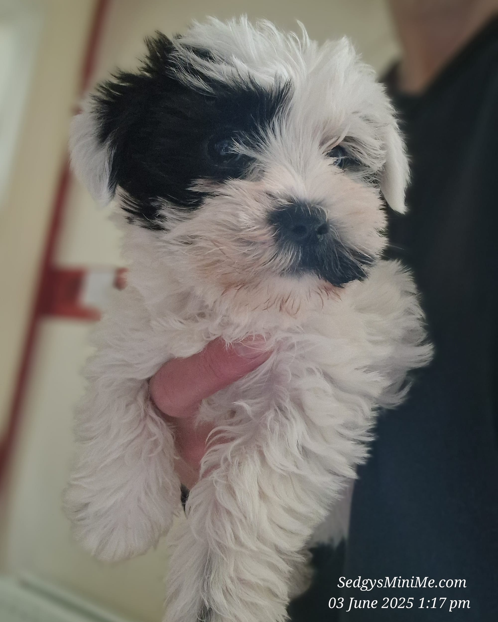 Black Parti Boozer puppy