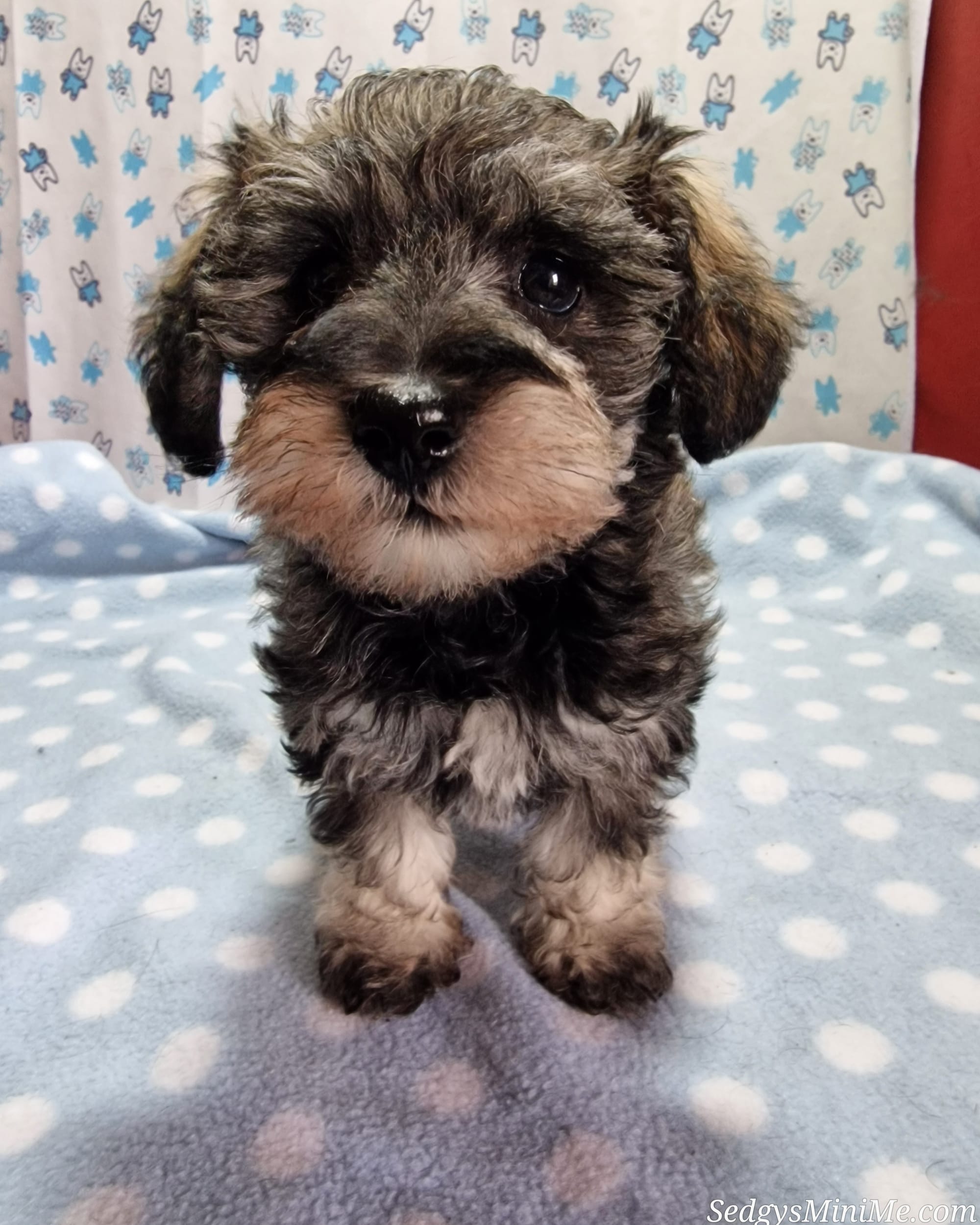 Sable / Pepper Salt Toy Schnoodle Female Puppy SedgysMinime Bia / dolly