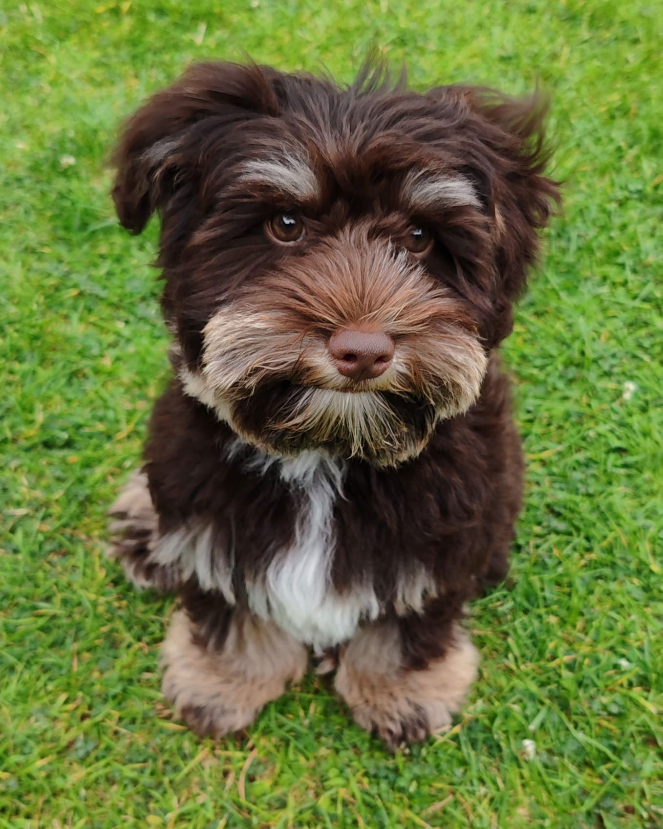 Liver Tricolour Boozer Puppy SedgysMiniMe Chronus