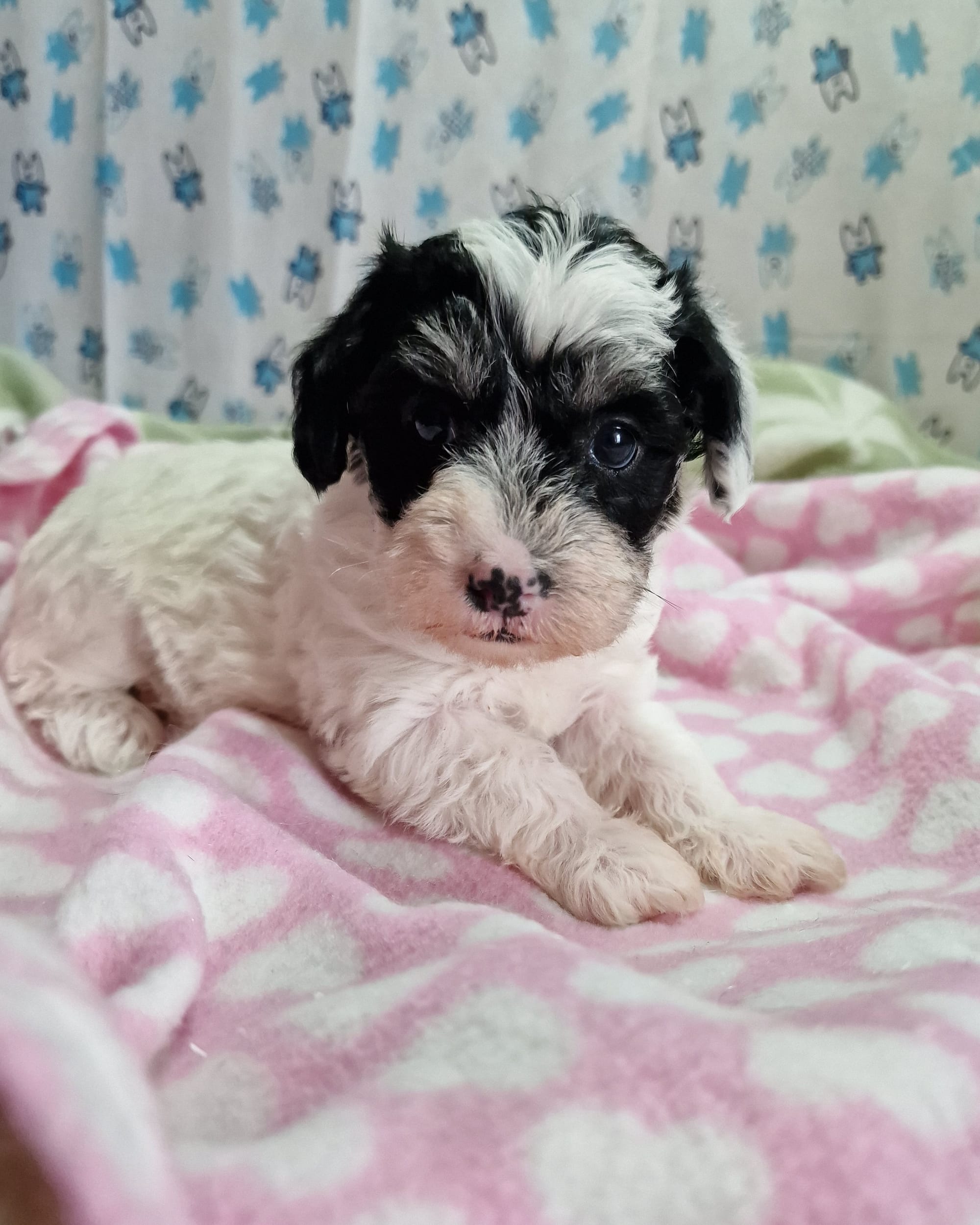 SedgysMiniMe Balios : Toy Schnoodle : Black Tricolour Parti