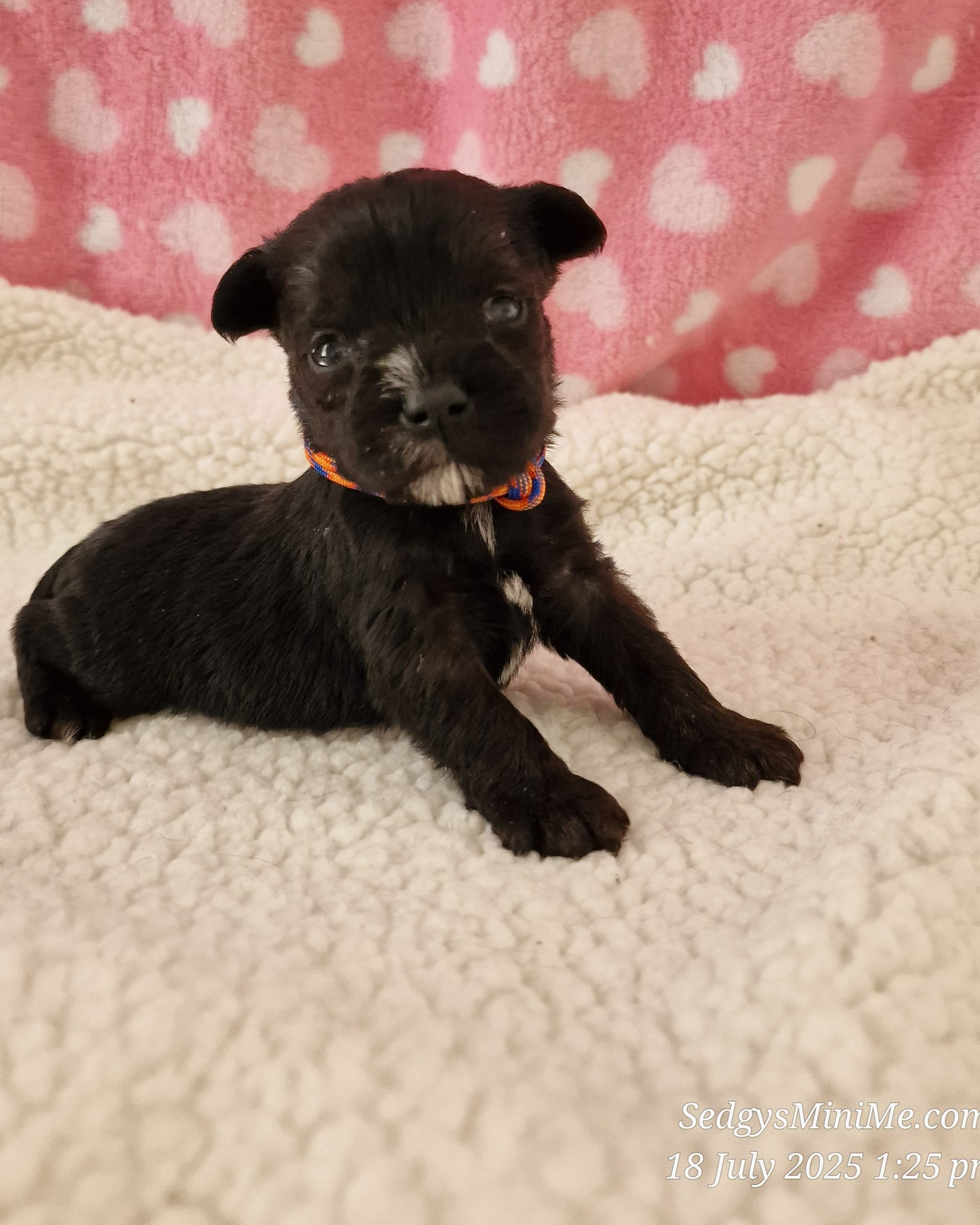 Black Abstract Female Miniature Schnauzer SedgysMiniMe