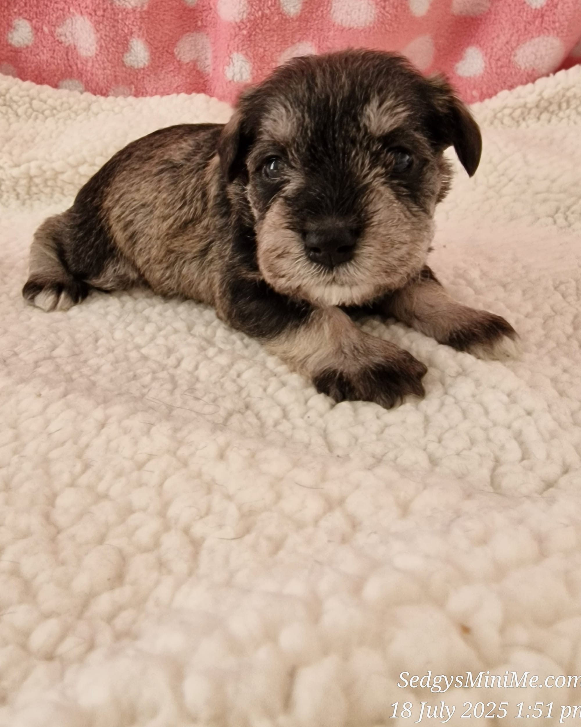 SedgysMiniMe female Pepper Salt Miniature Schnauzer
