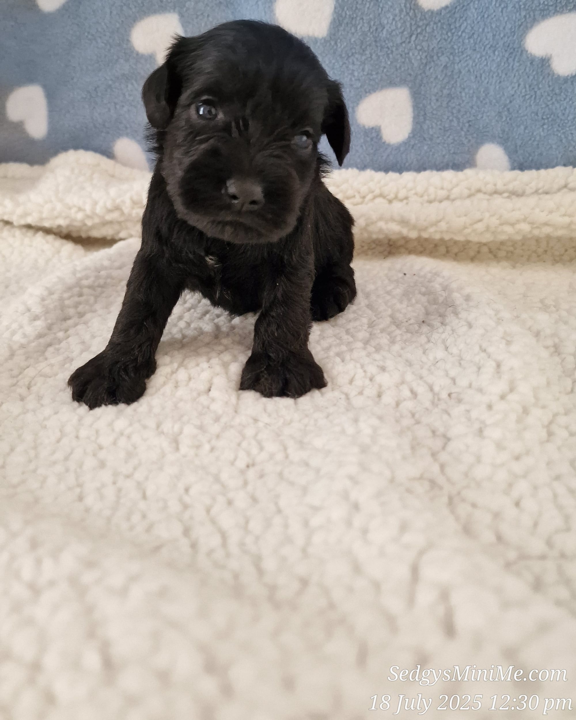 SedgysMiniMe Black Male Miniature Schnauzer