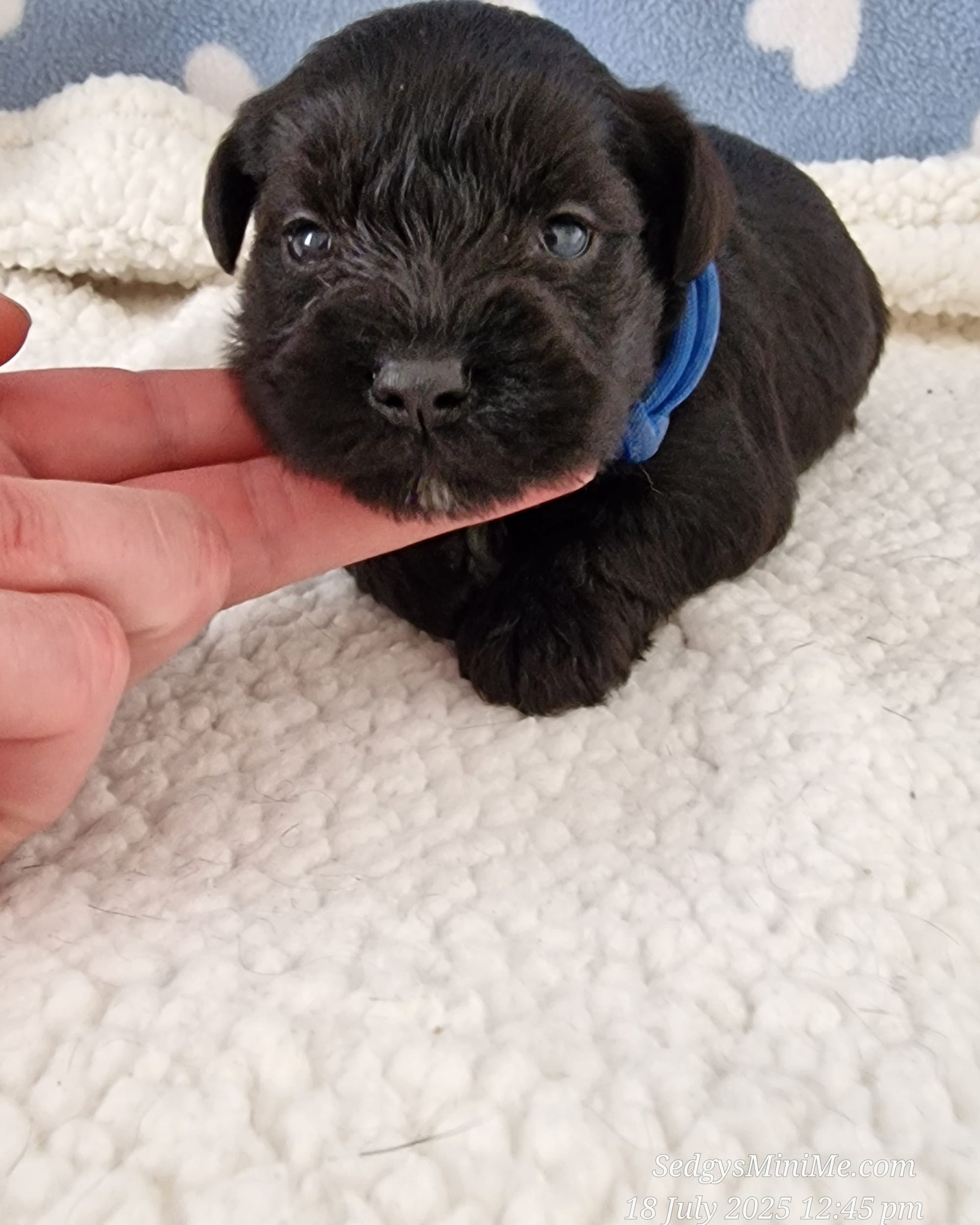 SedgysMiniMe Black Abstract Male Miniature Schnauzer