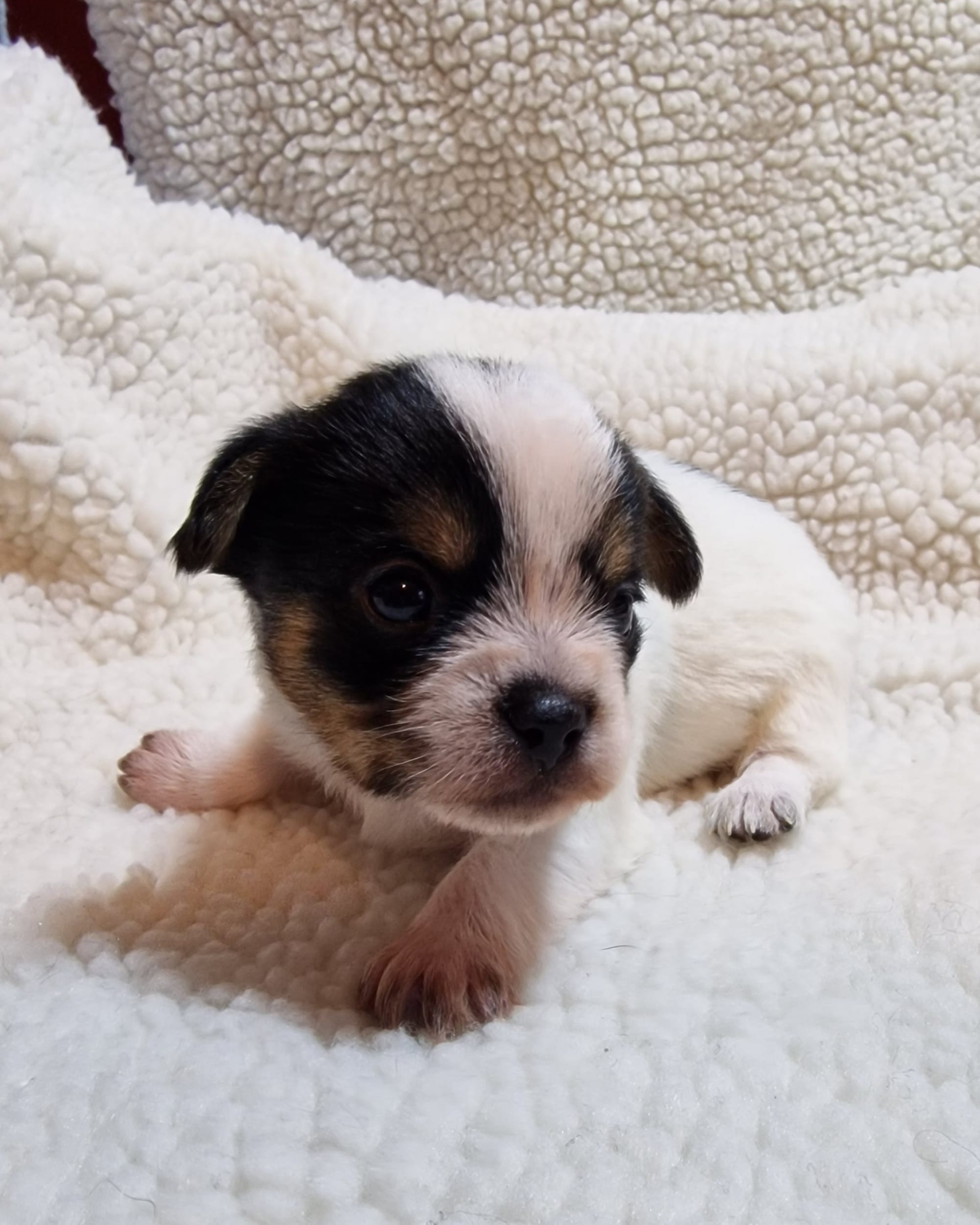 SedgysMiniMe Fairdros Black tricolour Parti BieChi Puppy