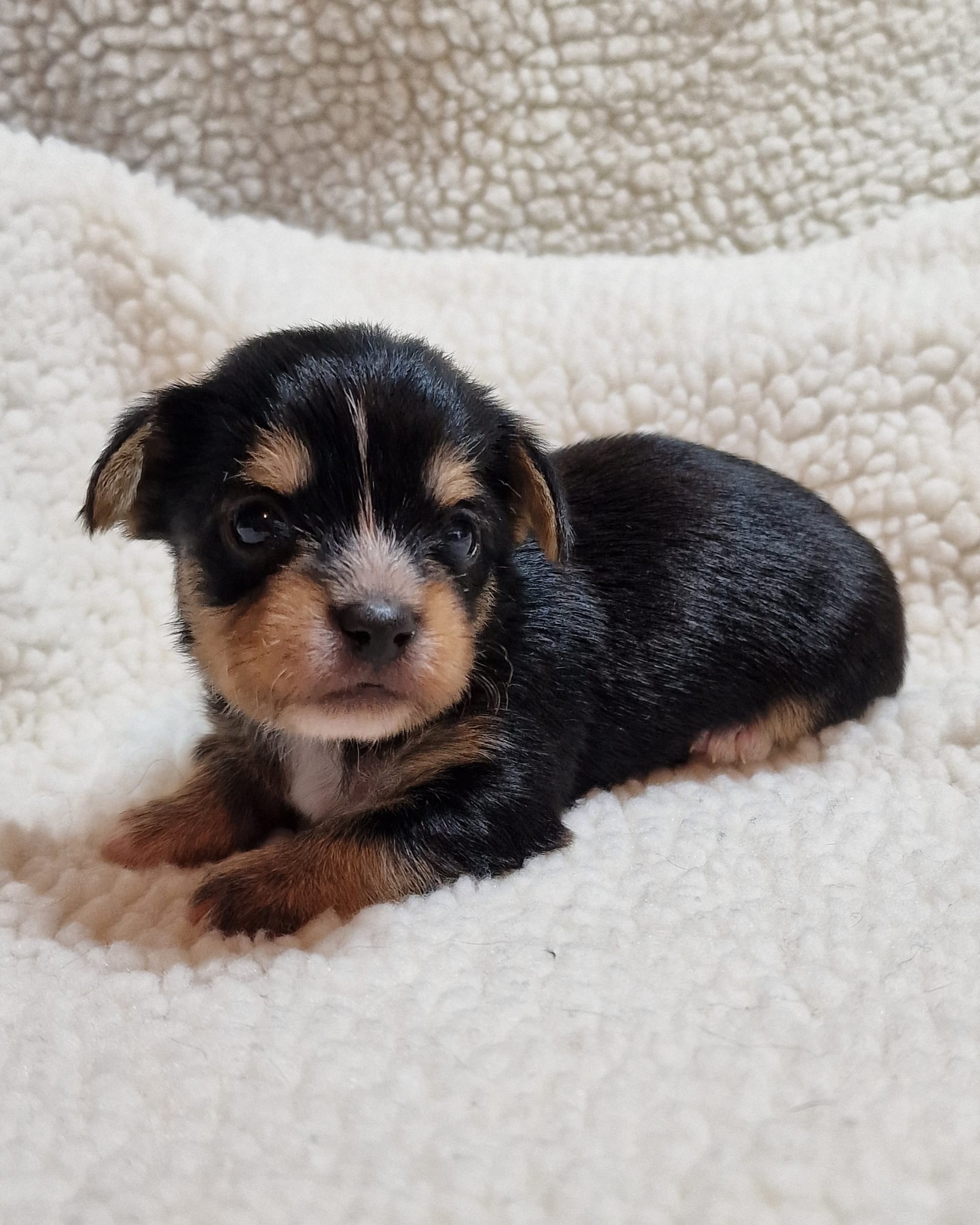 SedgysMiniMe Foteinos Black Tricolour BieChi puppy