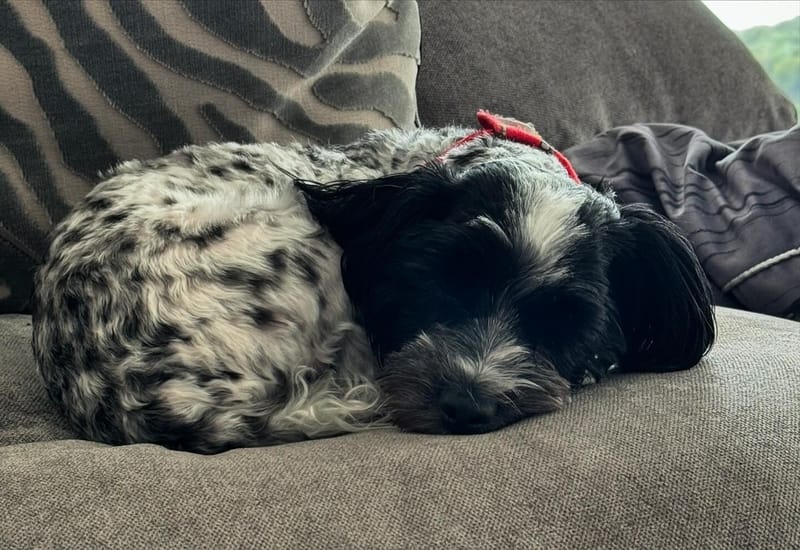 Socials of some of my previous pups 🤩