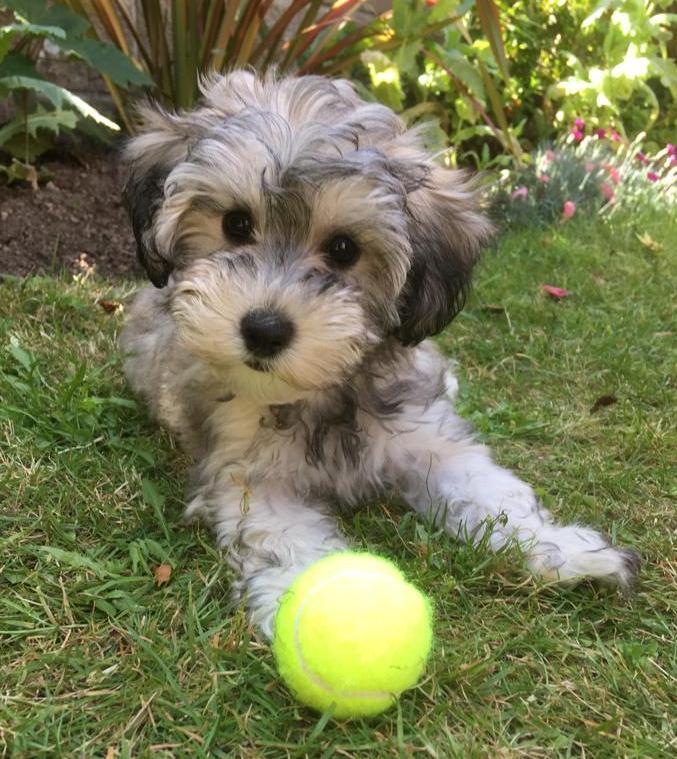 SedgysMiniMe Toy Schnoodle Puppy Miniature Schnauzer x Toy Poodle