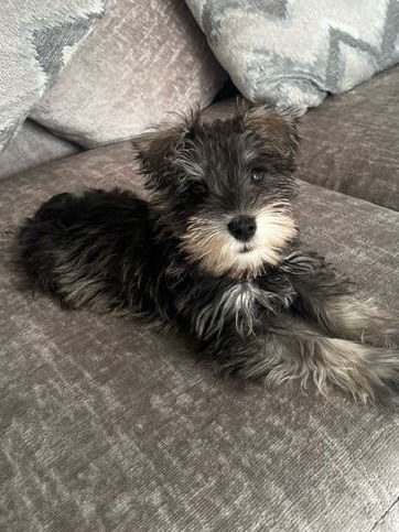 Messages like this from my new owners make all the sleepless nights and crazy days so worthwhile 💖