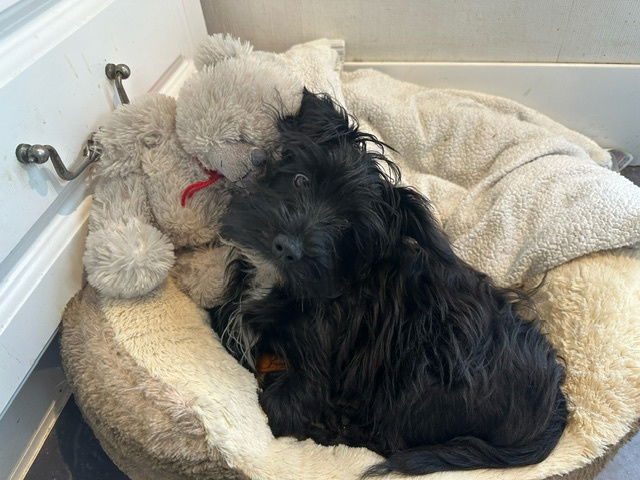 Another Happy Boozer Puppy Parent