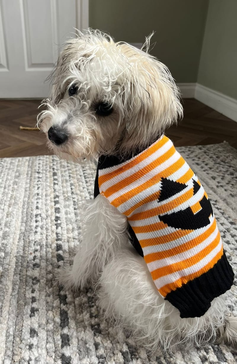 Izzy Getting into the Spirit of Halloween 🎃
