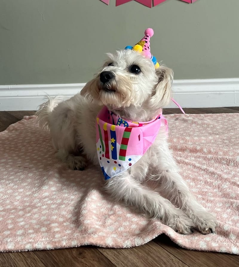 Happy 1st Birthday Schnoodle Izzy