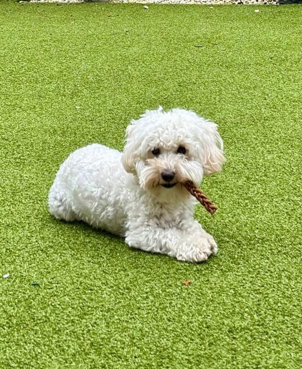 Birthday Boy Toy Schnoodle Alfie