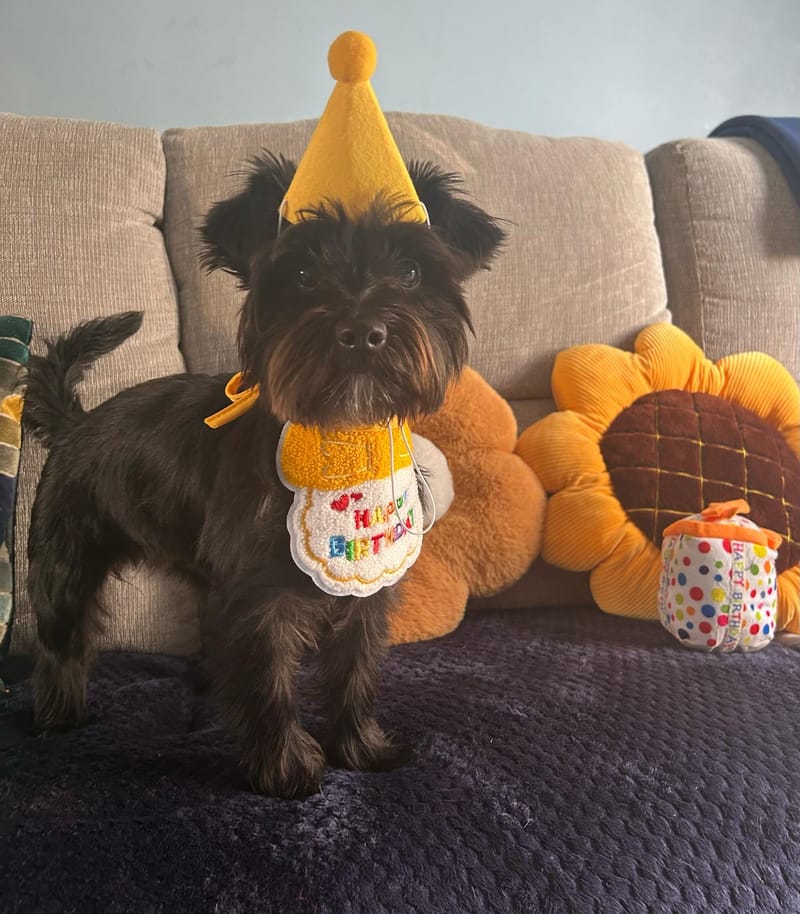 Happy 1st Birthday Boozer Dixie