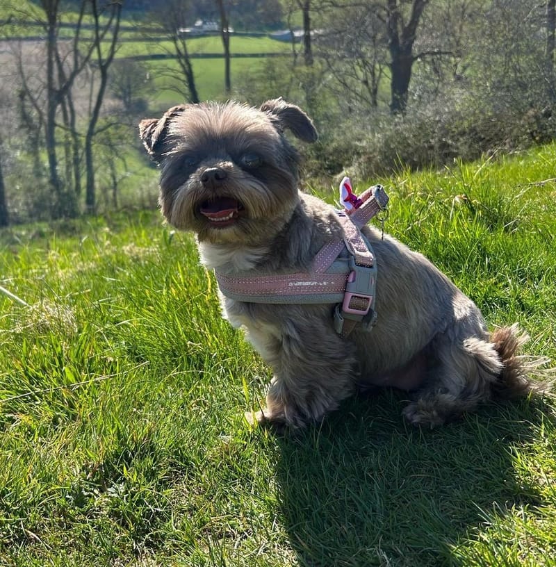 Crumble is sending the joys of spring to you