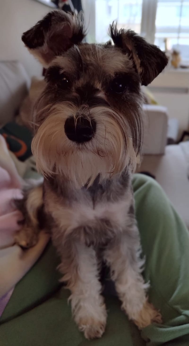 Happy 1st Birthday Mable 🎂Mini Schnauzer