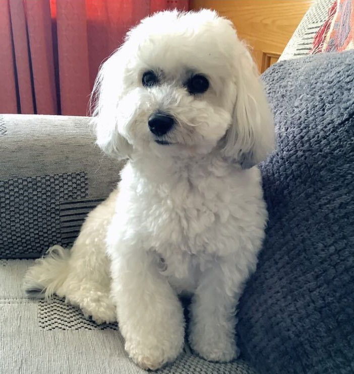 Agnes & Ella, Toy Schnoodles