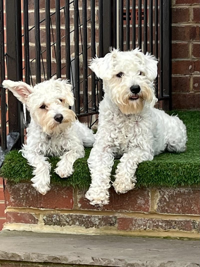 Luna & Bobby: F1b Schnoodles