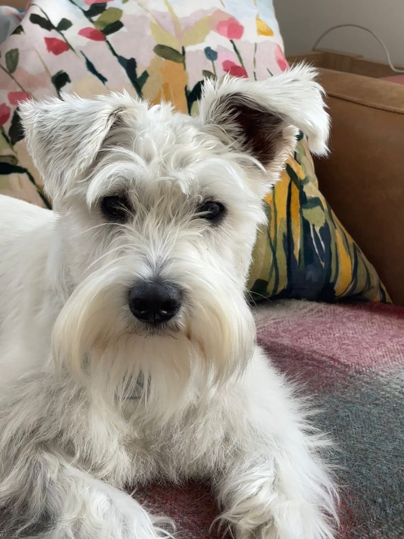 Archie: Mini Schnauzer