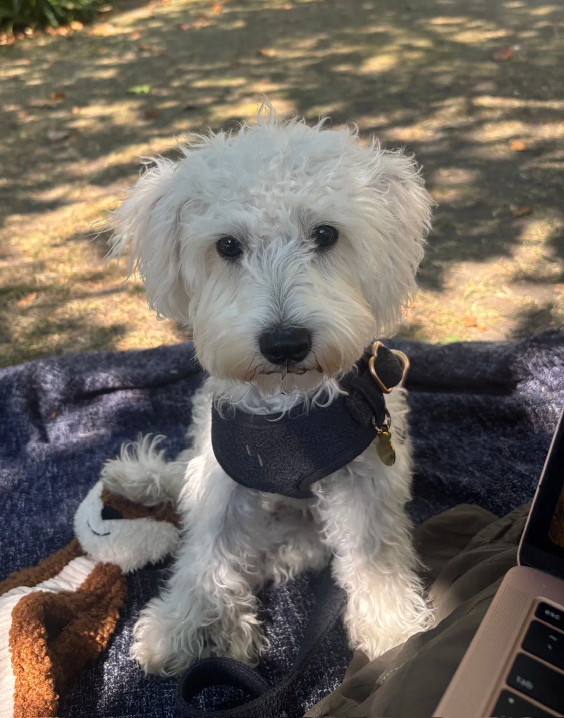 Coast: F1 Toy Schnoodle