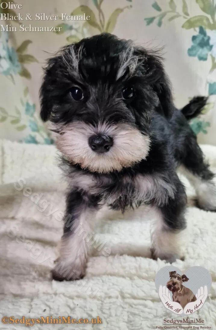 Miniature Schnauzers