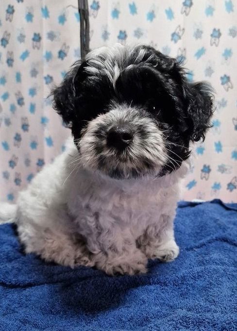 BieChiPoo Pups