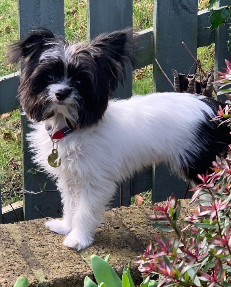 Denver becomes a Qualified "Therapet"