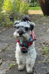 Beautiful Barbara: F1 Toy Schnoodle