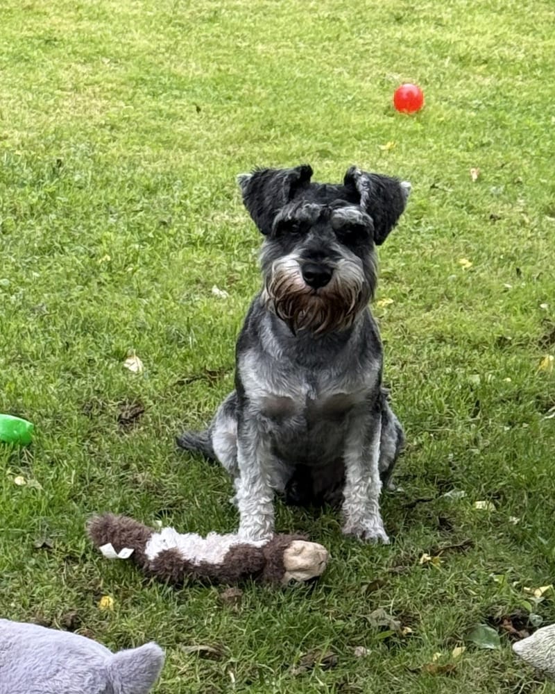 Harris : Miniature Schnauzer