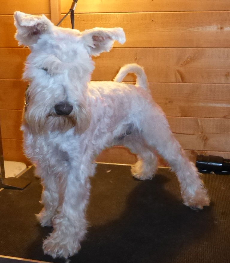 White Miniature Schnauzer