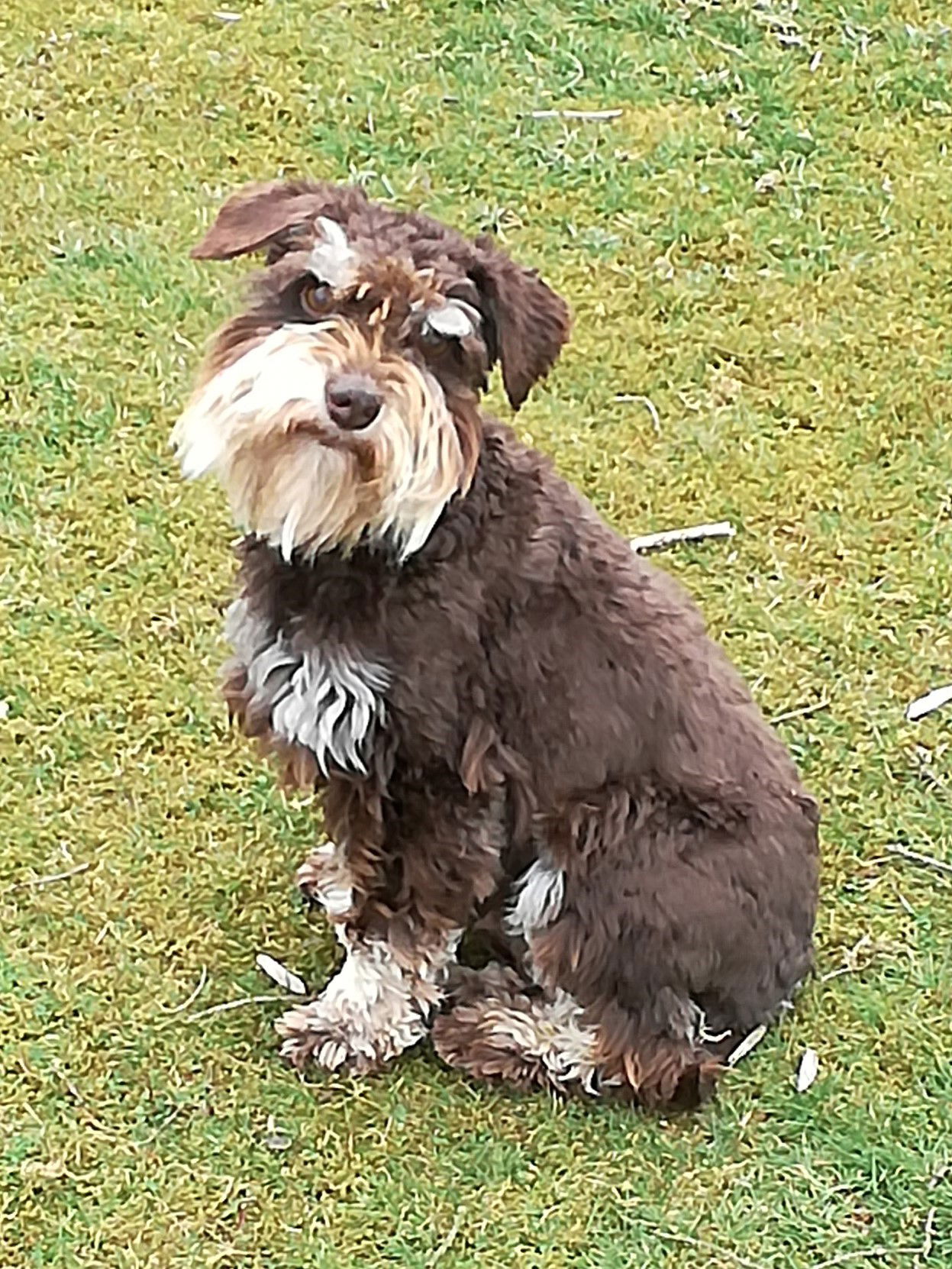 Liver Chocolate Brown miniature schnauzer UK