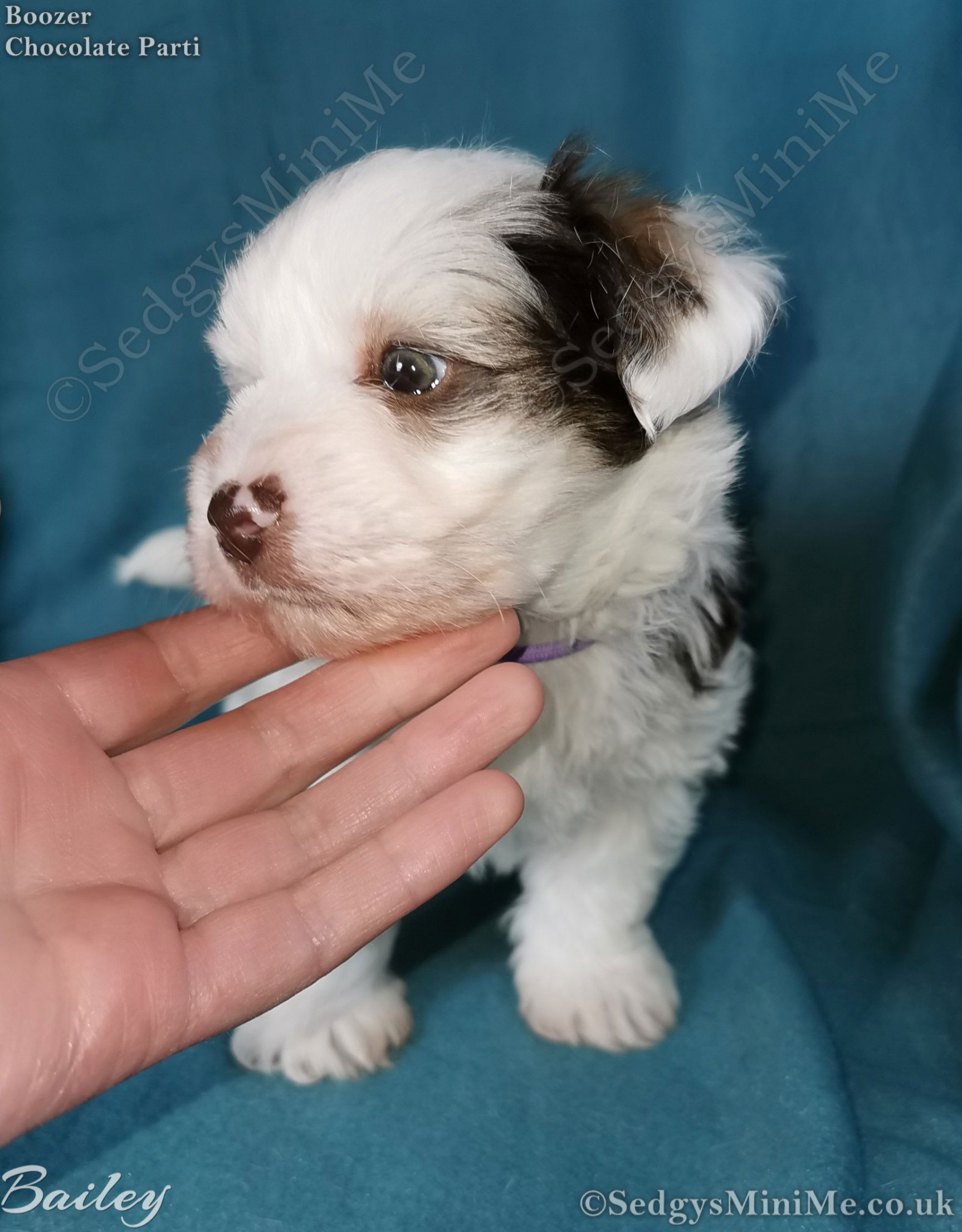 SedgysMiniMe Bailey Chocolate Parti Miniature Boozer male Puppy