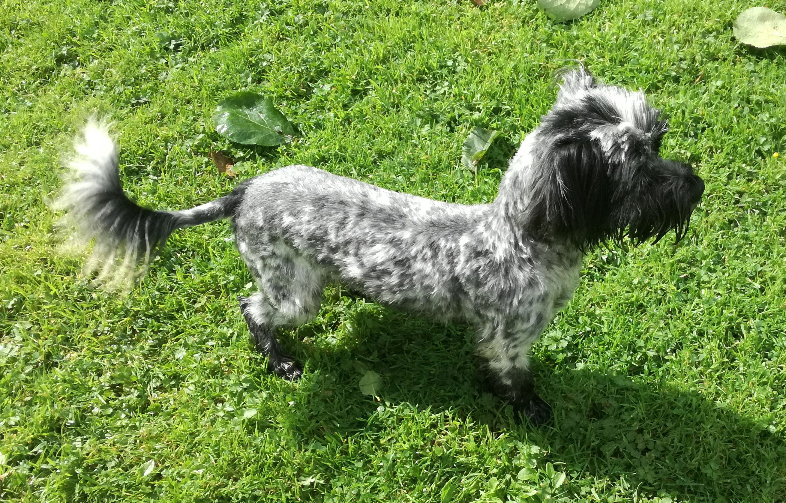 Black Parti Brindle Biewer Terrier UK 