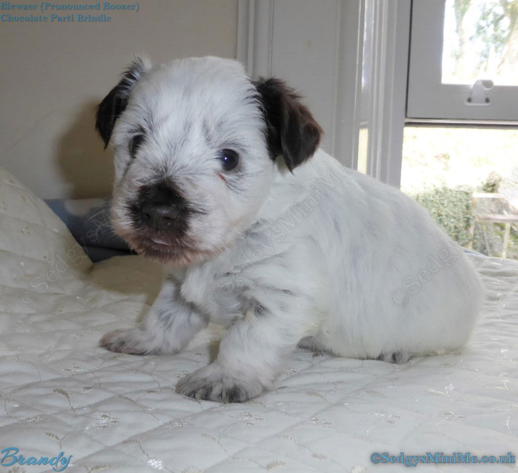 SedgysMiniMe Brandy Chocolate Parti brindle Miniature Boozer male Puppy