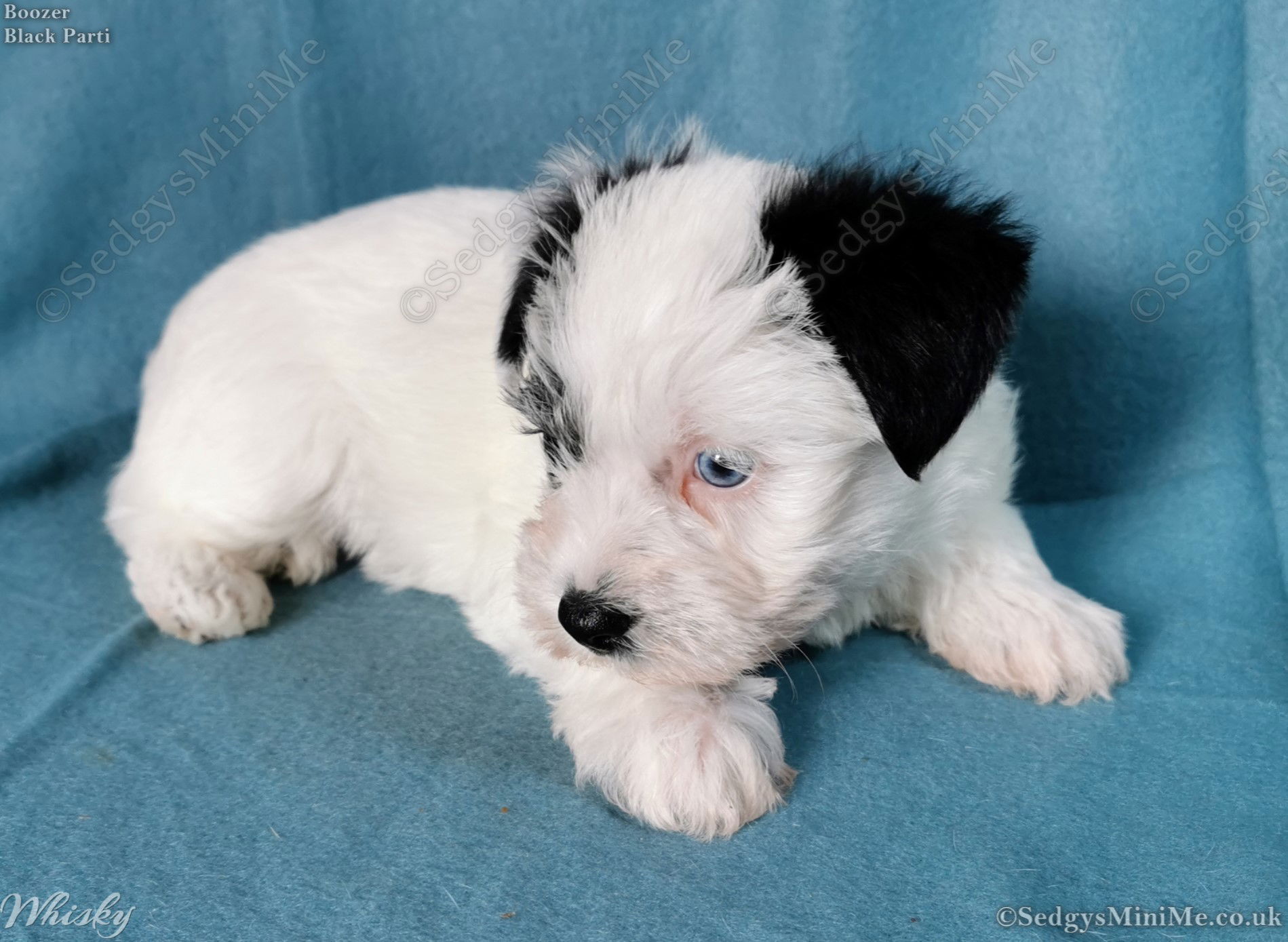 SedgysMiniMe Whisky Black Parti Miniature Boozer male Puppy with Blue eye