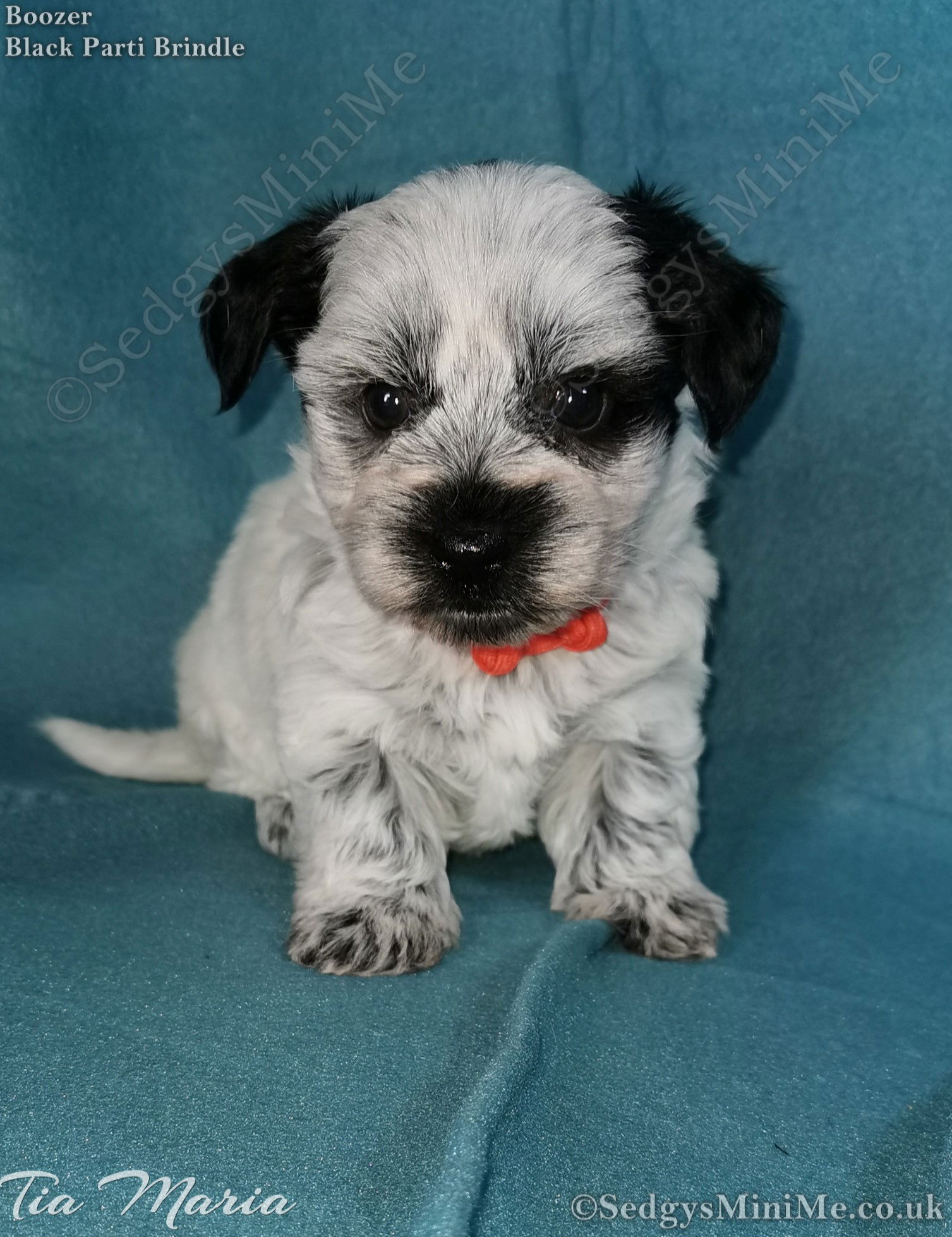 SedgysMiniMe Tia Maria Black Parti Brindle Miniature Boozer female Puppy