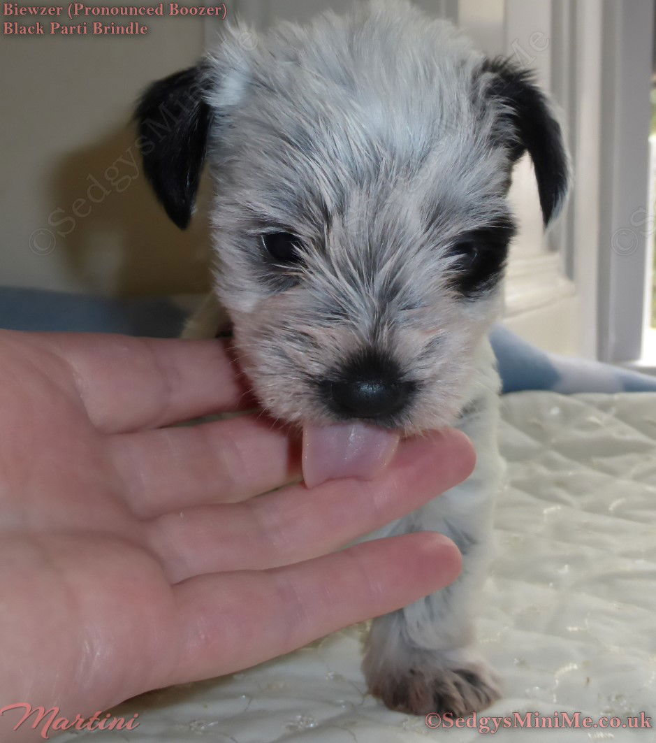 SedgysMiniMe Martini Black Parti Brindle Miniature Boozer female Puppy