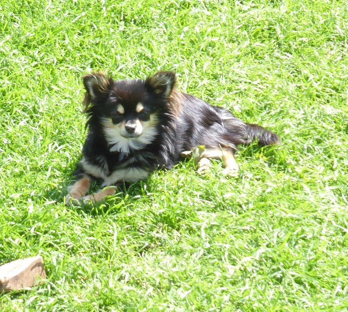 SedgysMiniMe Sabrina Black Tricolour Long Haired Chihuahua