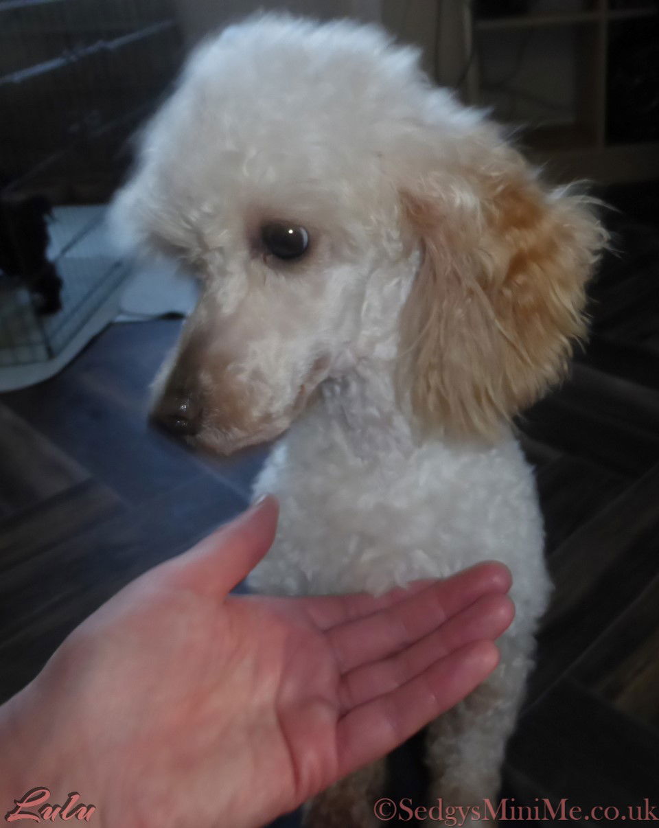 SedgysMiniMe Lulu Cream Toy Poodle