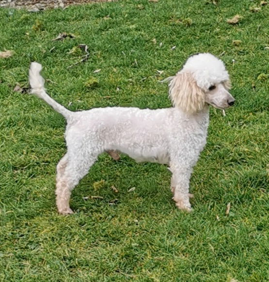 sedgysMiniMe Cream Male Toy Poodle