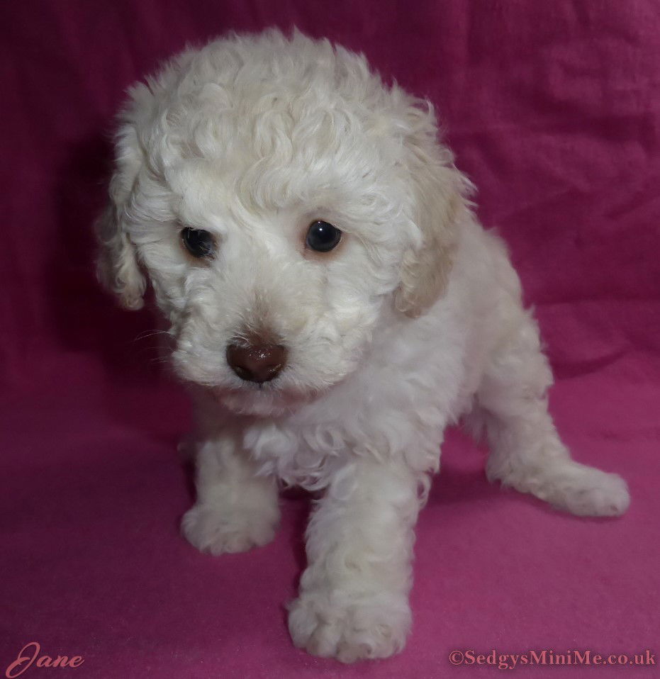 SedgysMiniMe Jane Cream Female Toy Poodle Puppy