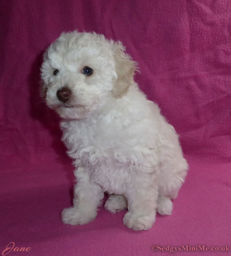 SedgysMiniMe Jane Cream Female Toy poodle Puppy