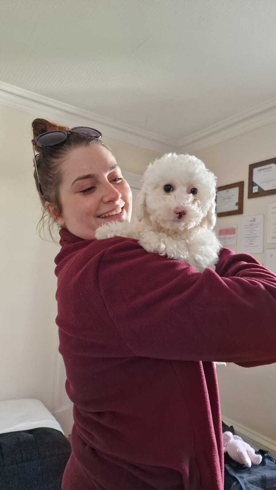 sedgysminime toy poodle puppy