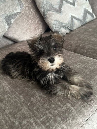 SedgysMiniMe Hamish : Pepper Salt Miniature Schnauzer Puppy