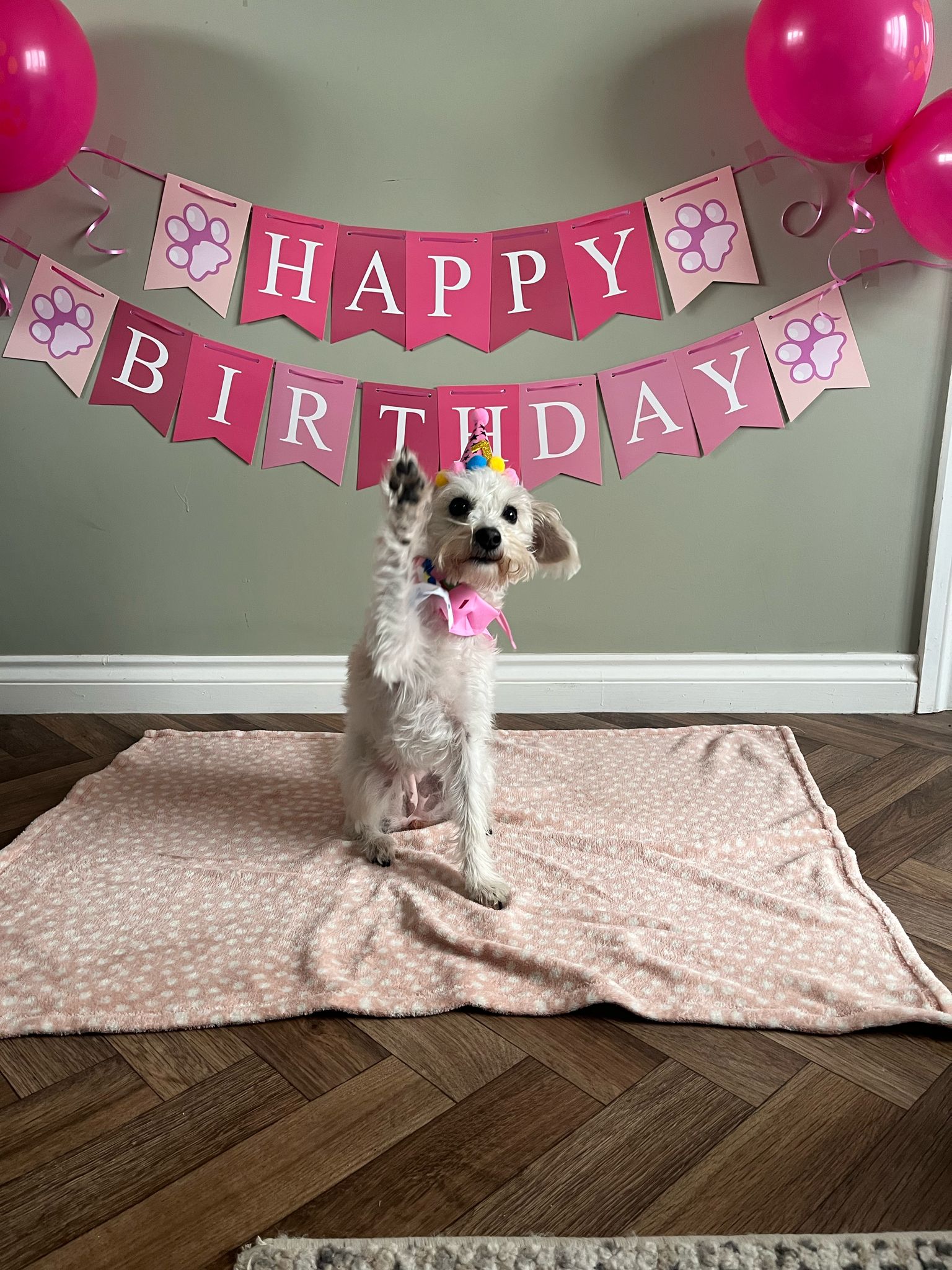 SedgysMiniMe Izzy : Sable Parti Toy Schnoodle on her 1st Dog Birthday