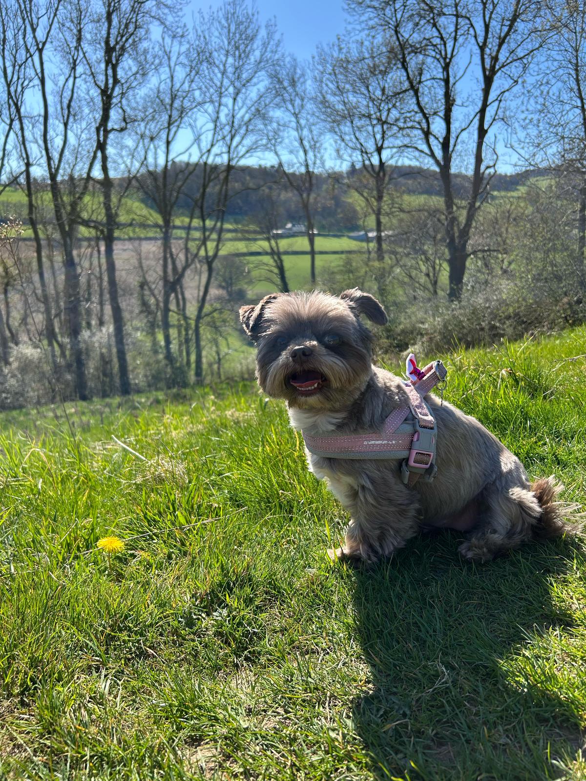 BieChi Crumble sending me a message full of the joys of spring