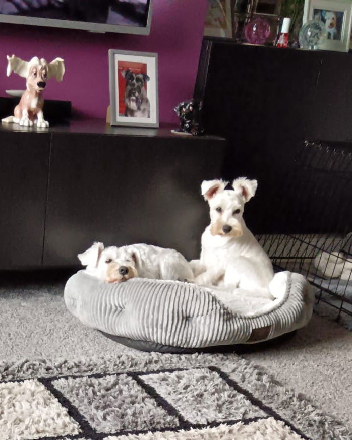 Casper and Midge white male mini schnauzers from SedgysMiniMe